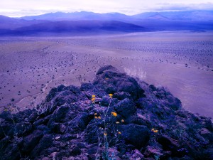 Detalle de las flores emergiendo de las rocas del desierto