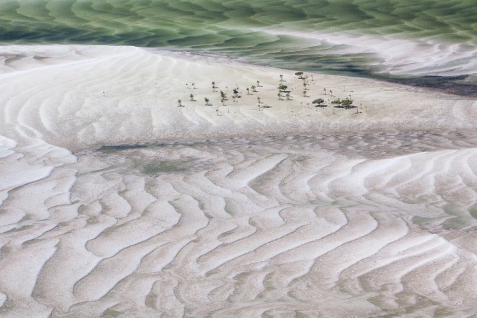 detalle de los diminutos arboles en la inmensidad de las dunas
