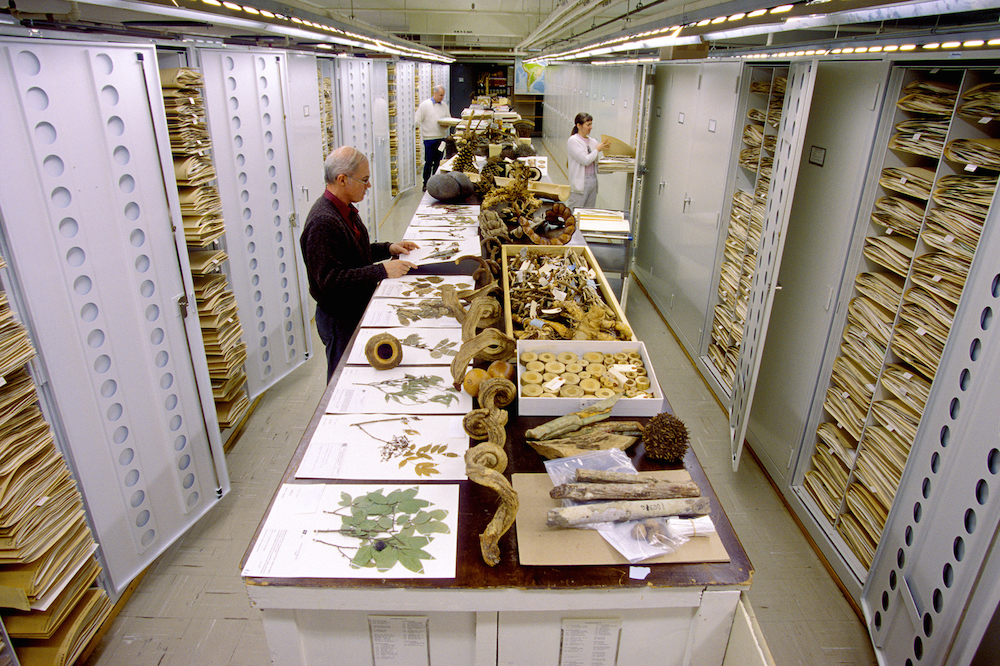 coleccion botanica del museo de historia natural de estados unidos