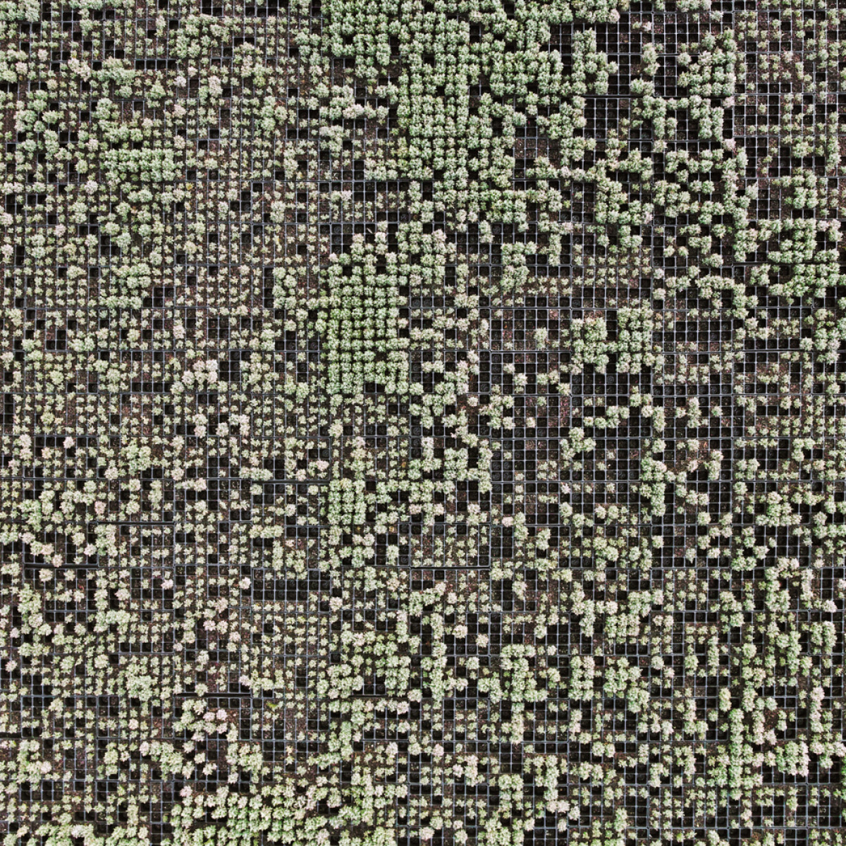 fotografia aerea que parece una alfombra vista al microscopio