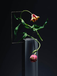 serie postures, los tulipanes en movimiento de Carl Keiner