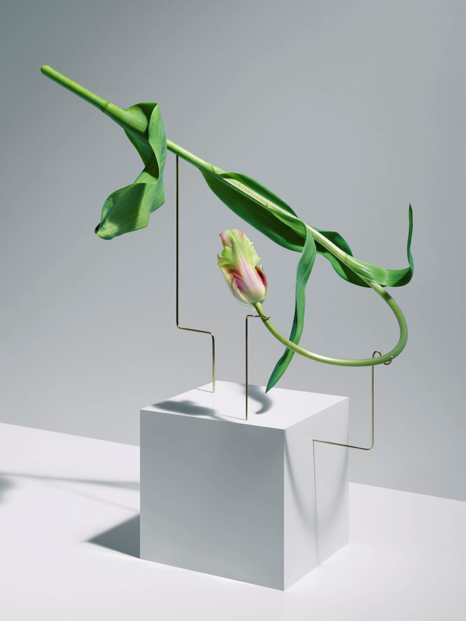 serie postures, los tulipanes en movimiento de Carl Keiner